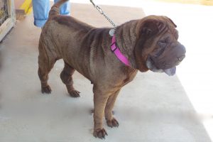 Picture of Pookie