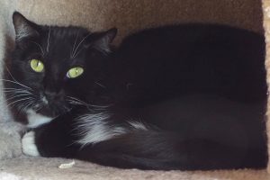 Picture of Raven