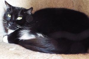 Picture of Raven