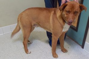 Picture of Rusty