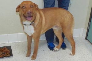 Picture of Rusty