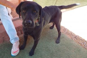 Picture of Shadow