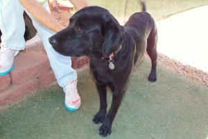 Picture of Shadow