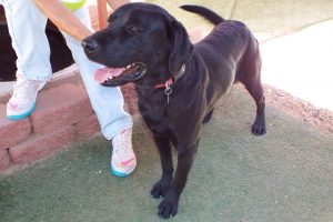Picture of Shadow