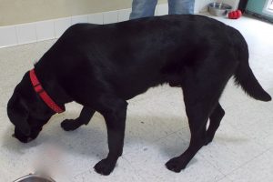 Picture of Shadow
