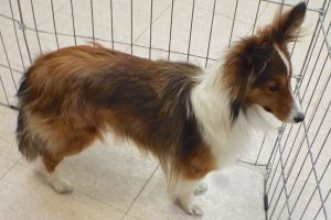 Picture of Sheba