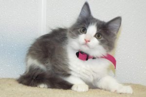 Picture of Shimmer