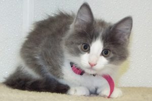 Picture of Shimmer