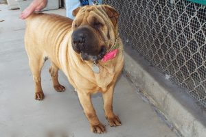 Picture of Snookie