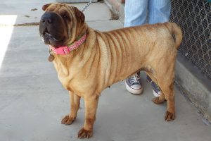 Picture of Snookie