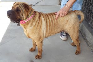 Picture of Snookie