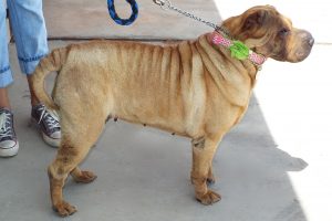 Picture of Snookie