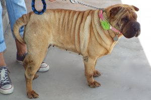 Picture of Snookie