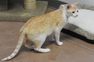 Picture of Amber