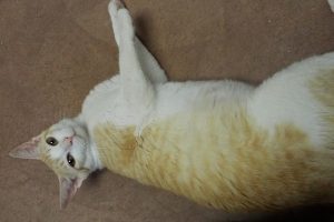 Picture of Amber