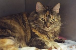 Picture of Anastasia