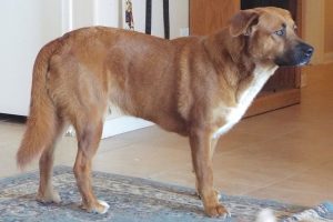 Picture of Big Red