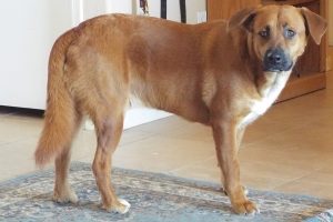 Picture of Big Red