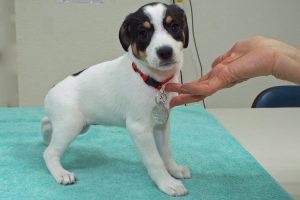 Picture of Daisy May