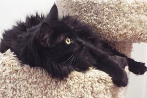Picture of Dolly Cat