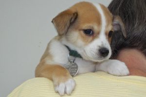 Picture of Ellie May