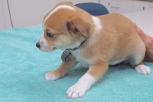 Picture of Ellie May