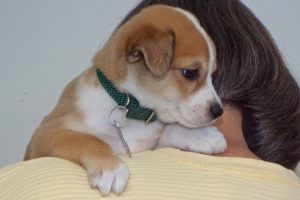 Picture of Ellie May