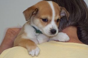Picture of Ellie May