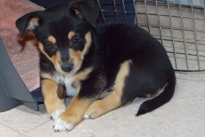 Picture of Freddy