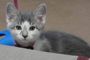 Picture of Hogun