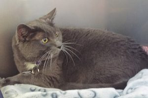Picture of Lady Grey (R.B.)
