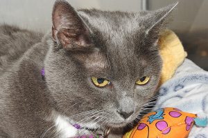 Picture of Lady Grey (R.B.)