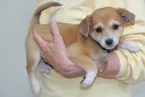 Picture of Lily May