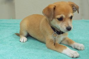 Picture of Lily May