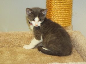 Picture of Loki