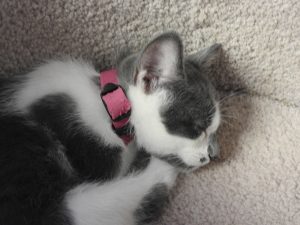 Picture of Loki