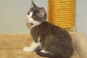 Picture of Loki