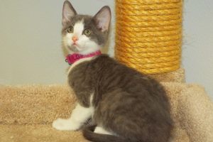 Picture of Loki