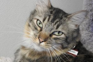 Picture of Louie