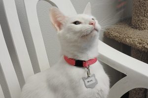 Picture of Misty