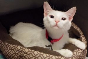 Picture of Misty