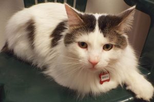 Picture of Nikolai