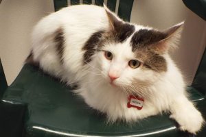 Picture of Nikolai