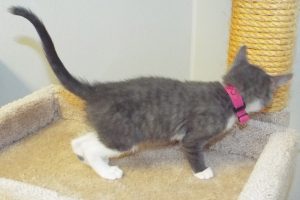 Baby Odin