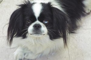 Picture of Panda