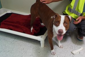 Picture of Sara (CGC)