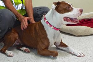 Picture of Sara (CGC)