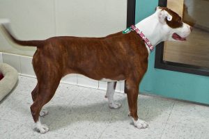Picture of Sara (CGC)