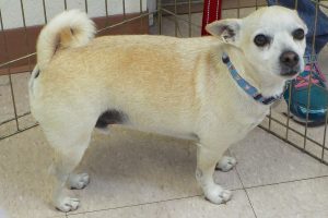 Picture of Taco