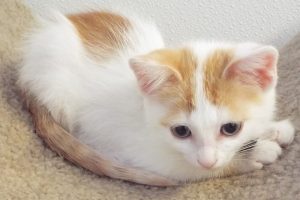 Picture of Agate